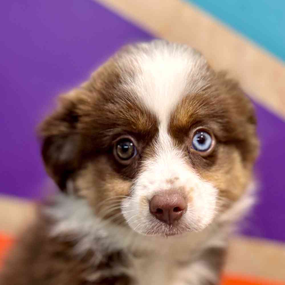 carousel pet images