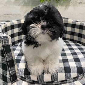 Shih Tzu