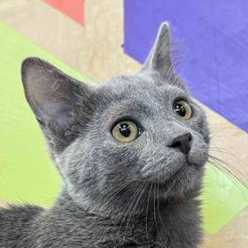 Russian Blue