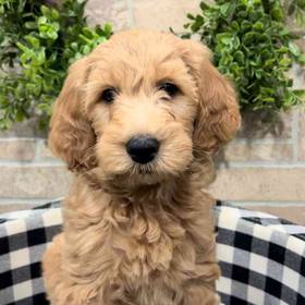 Mini Goldendoodle