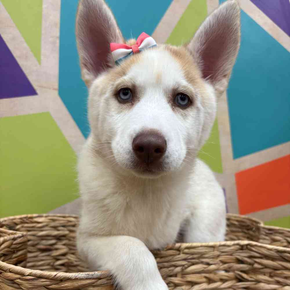 Image of a pet breed in the gallery