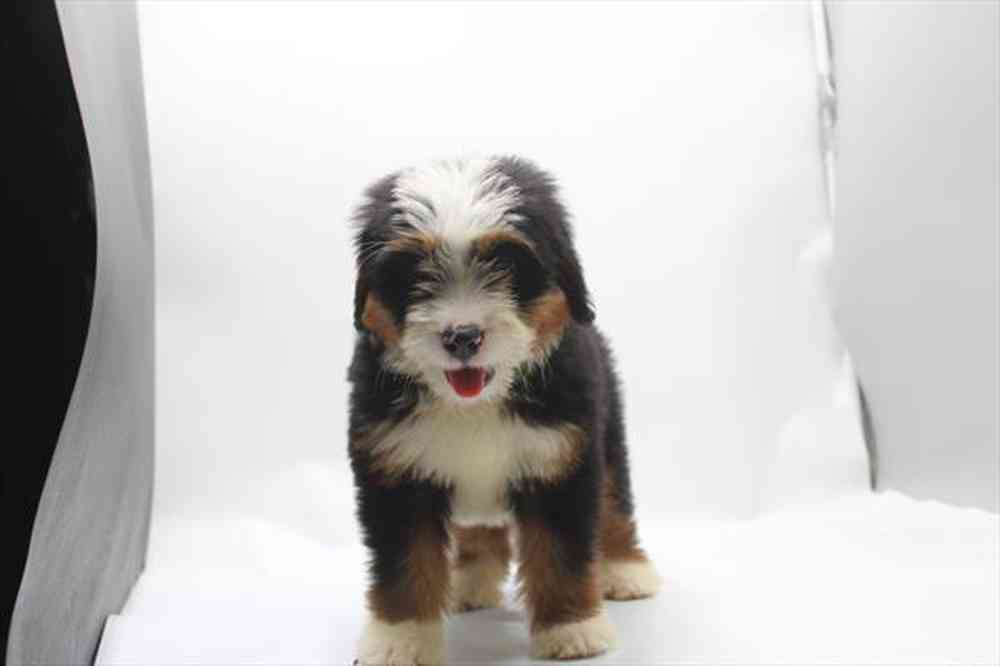 carousel pet images