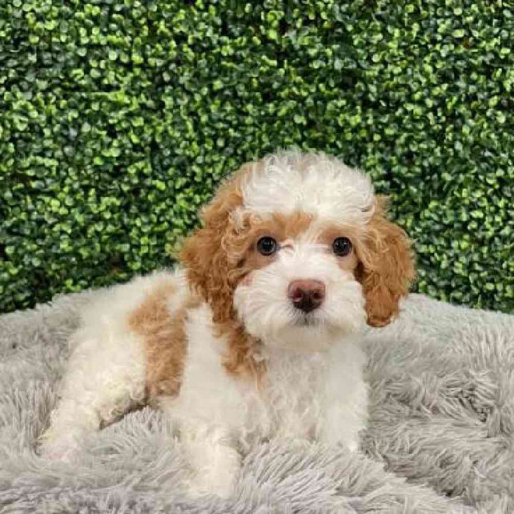 carousel pet images