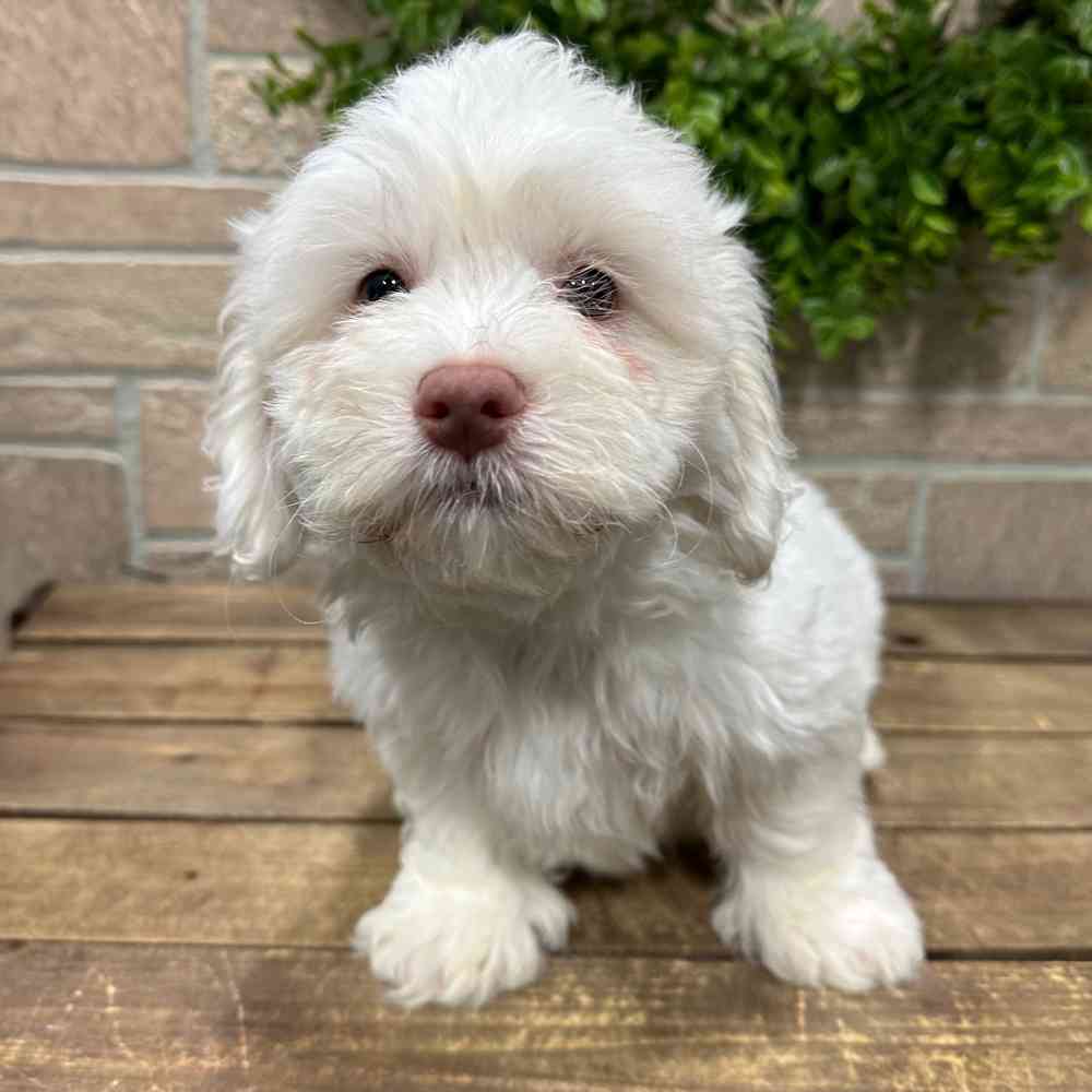 carousel pet images