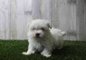 Maltese