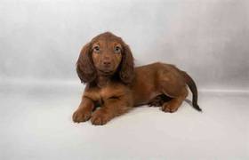 Dachshund