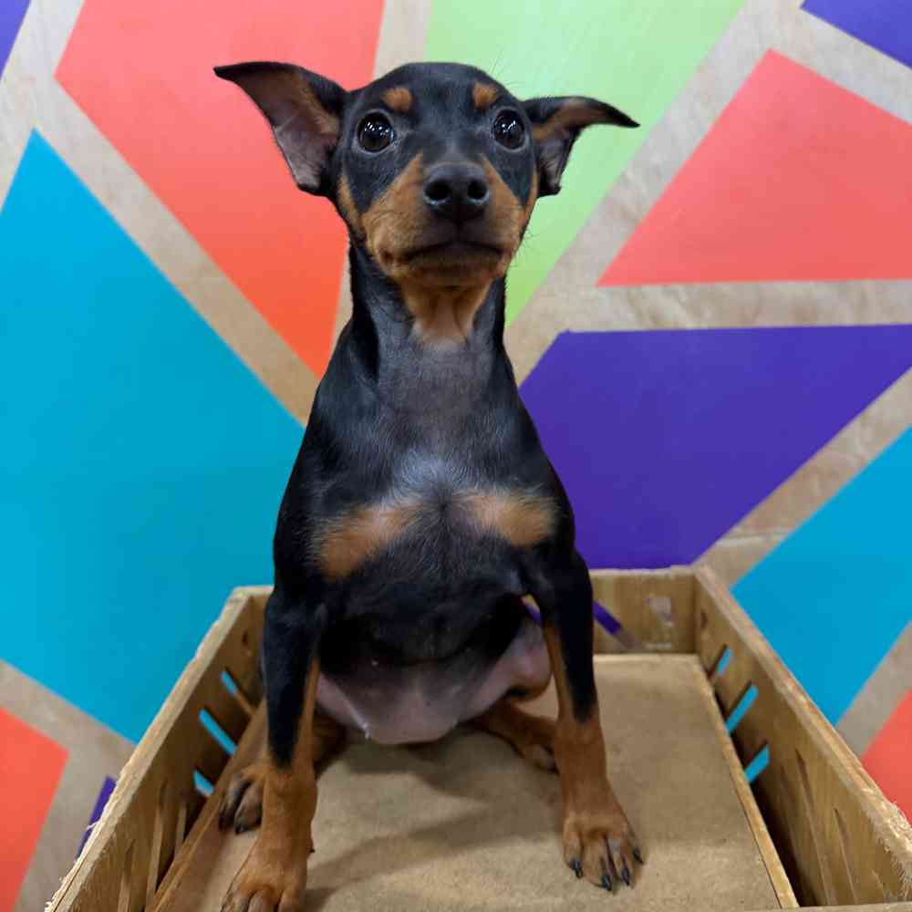 Image of a pet breed in the gallery