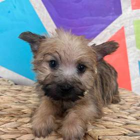 Cairn Terrier