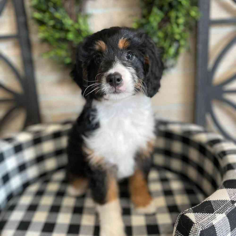 carousel pet images