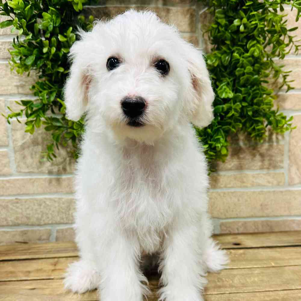 carousel pet images