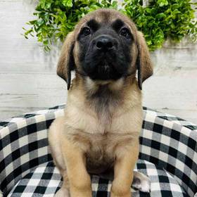 English Mastiff