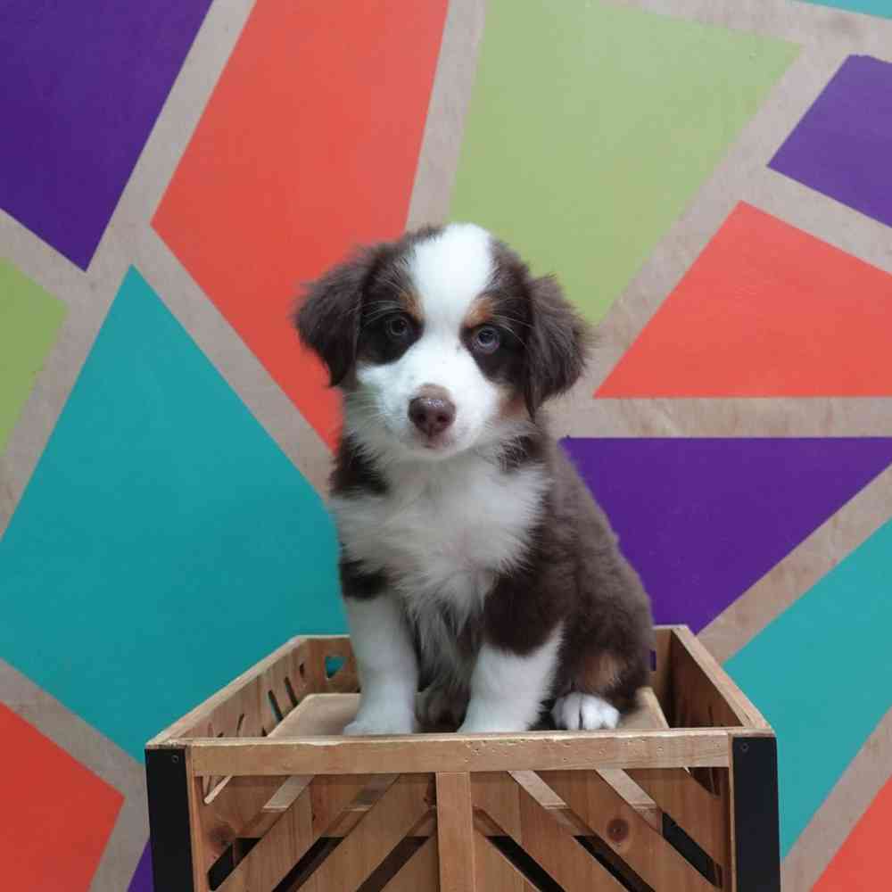 carousel pet images