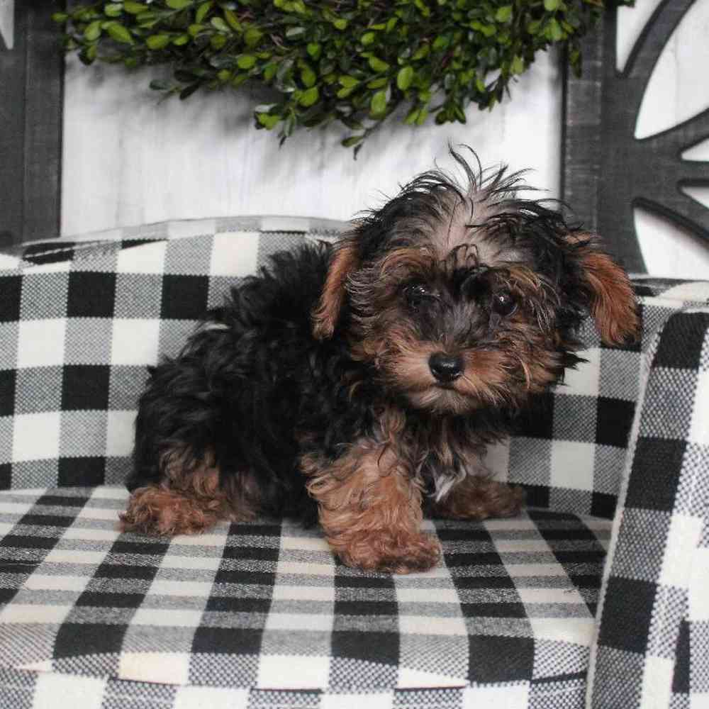 Male Morkiepoo Puppy for sale