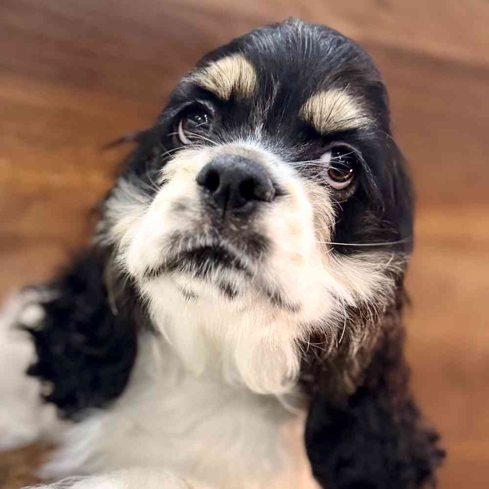Image of a pet breed in the gallery