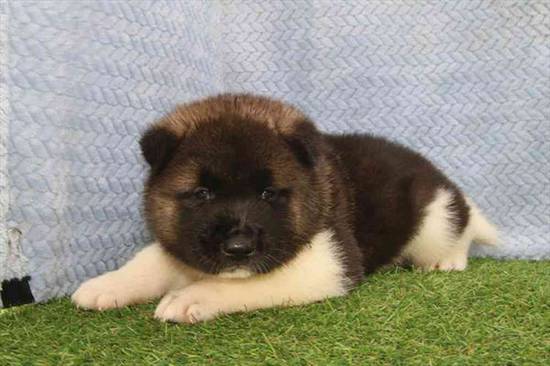 Akita