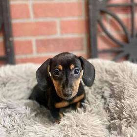 Mini Dachshund