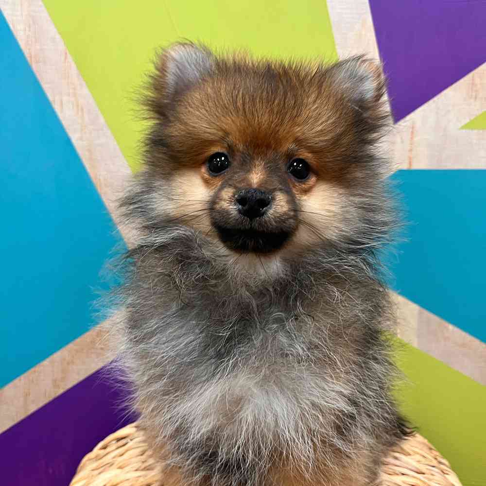 carousel pet images