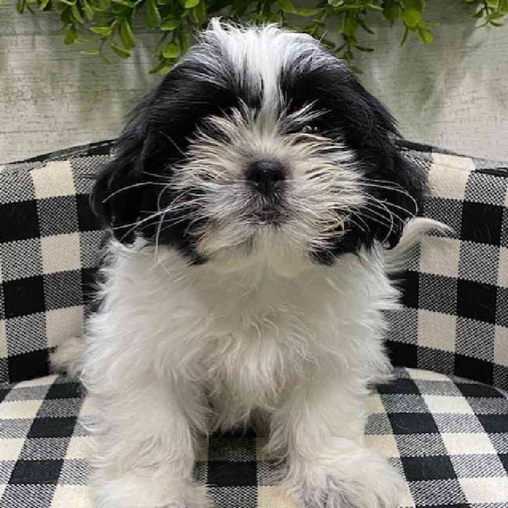 carousel pet images