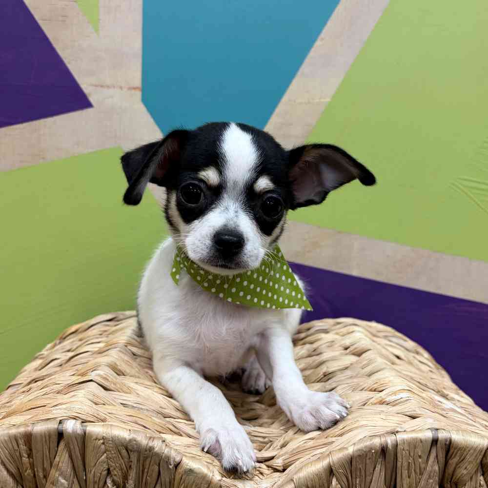 carousel pet images