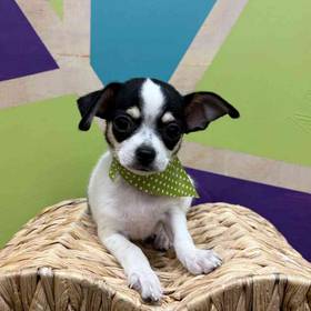 Chihuahua
