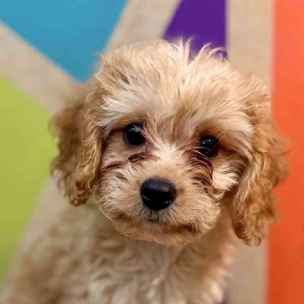 Image of a pet breed in the gallery
