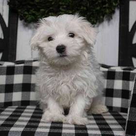 Maltese