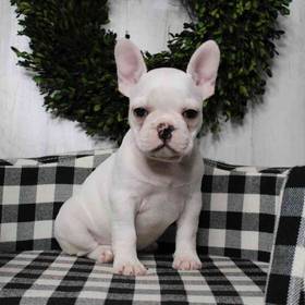 French Bulldog