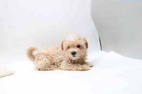 Cavapoo
