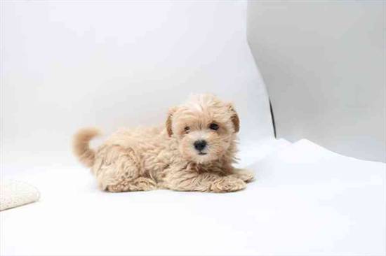 Cavapoo