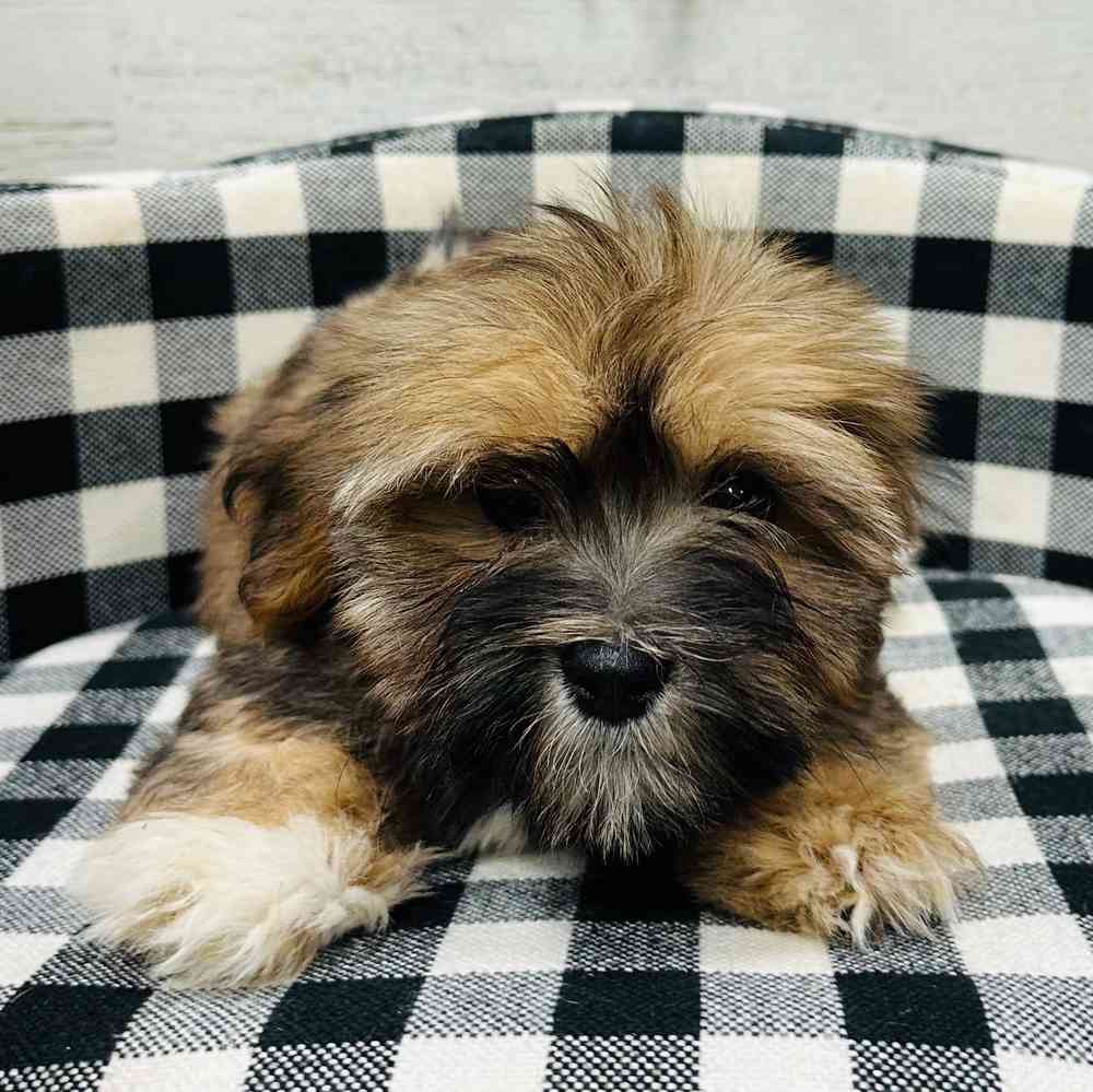 carousel pet images