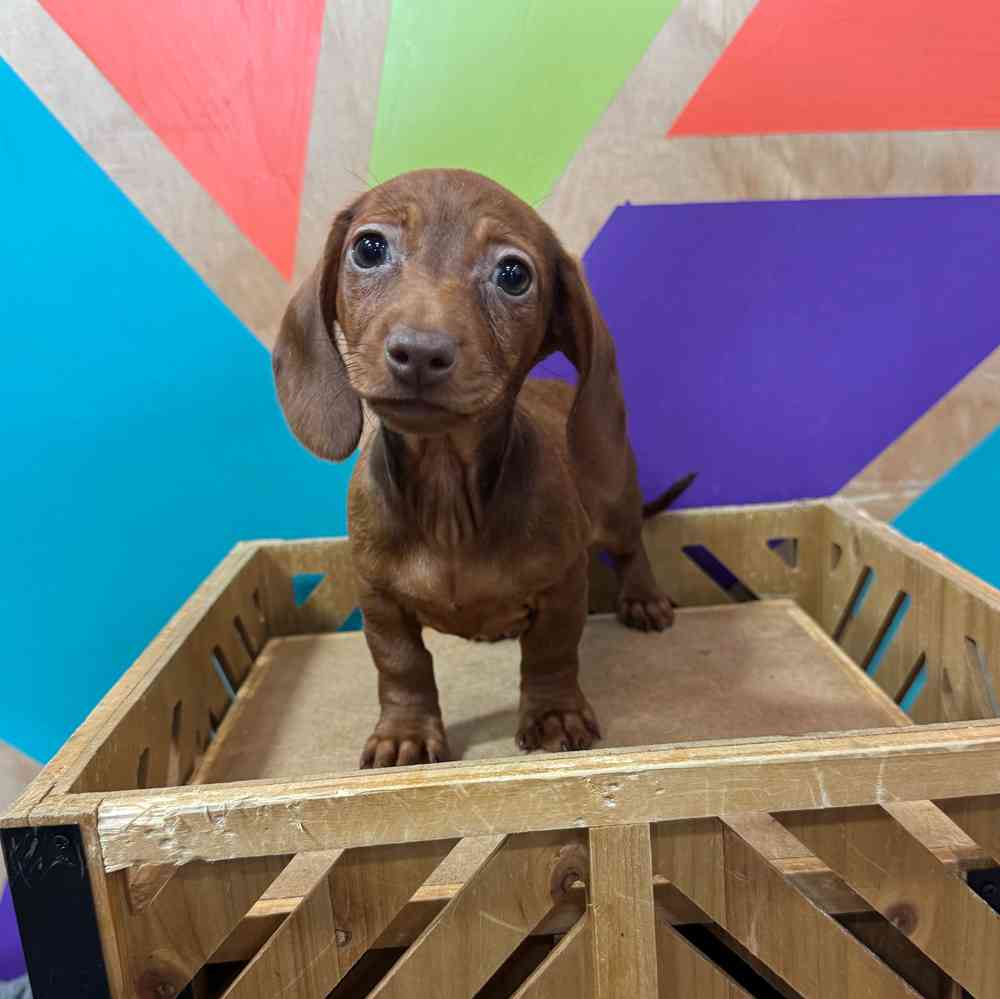Image of a pet breed in the gallery