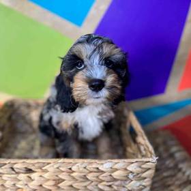 Cockapoo
