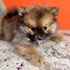 Pomeranian