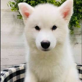 Siberian Husky
