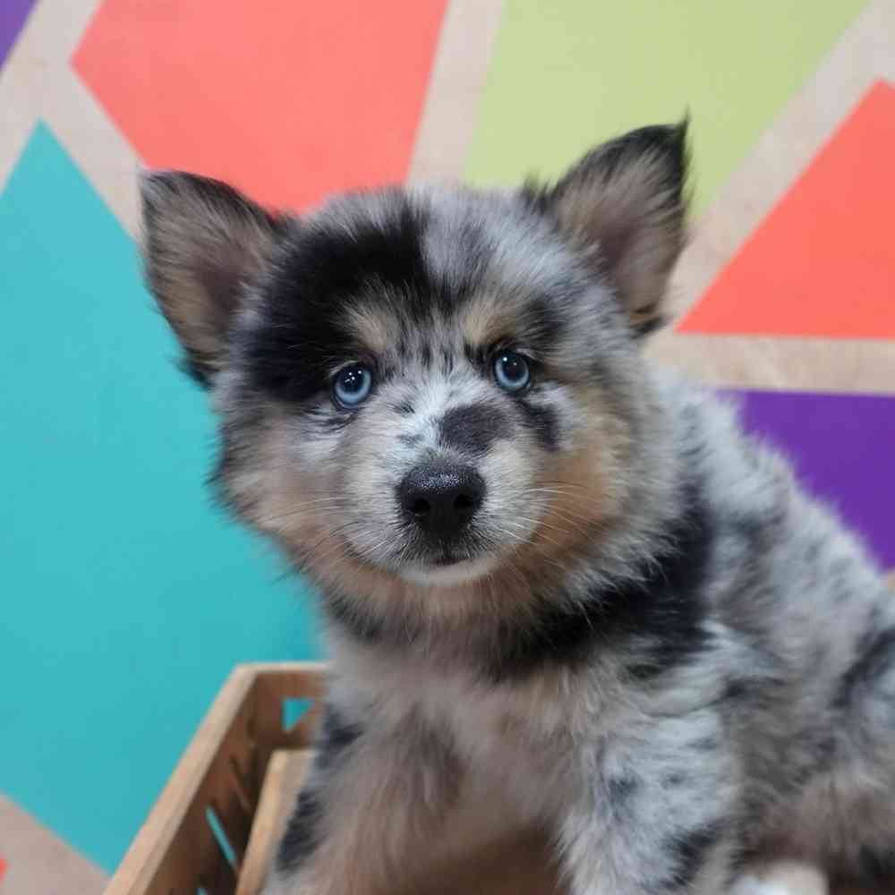carousel pet images