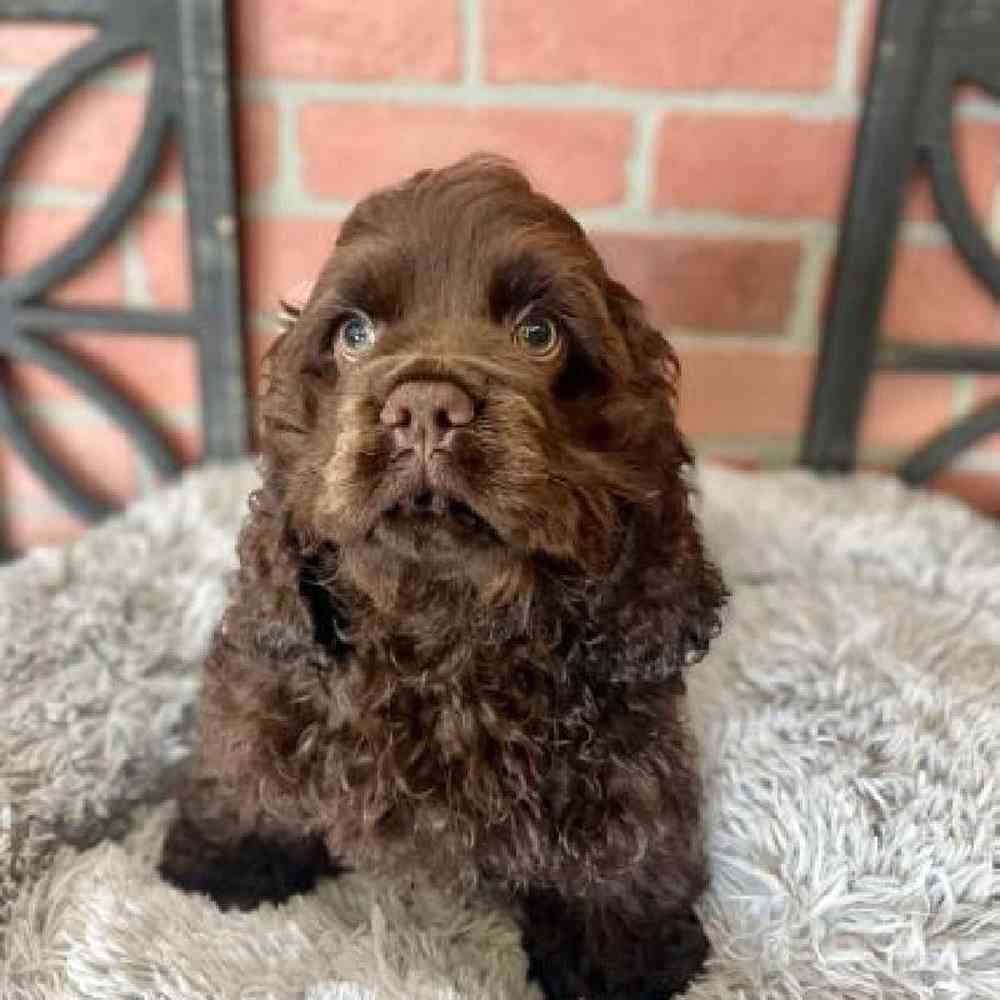 Male Cocker Spaniel Puppy for Sale in Rogers, AR