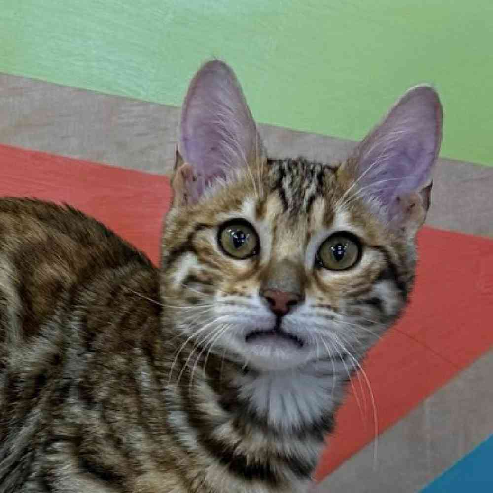 Female Bengal Kitten for Sale in Wichita, KS