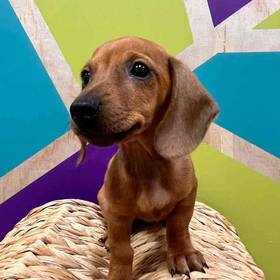 Mini Dachshund