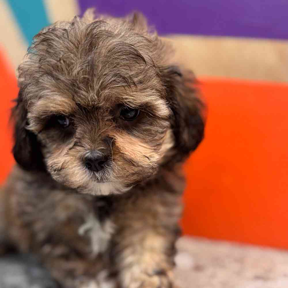 carousel pet images
