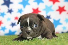 Frenchton
