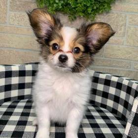 Papillon