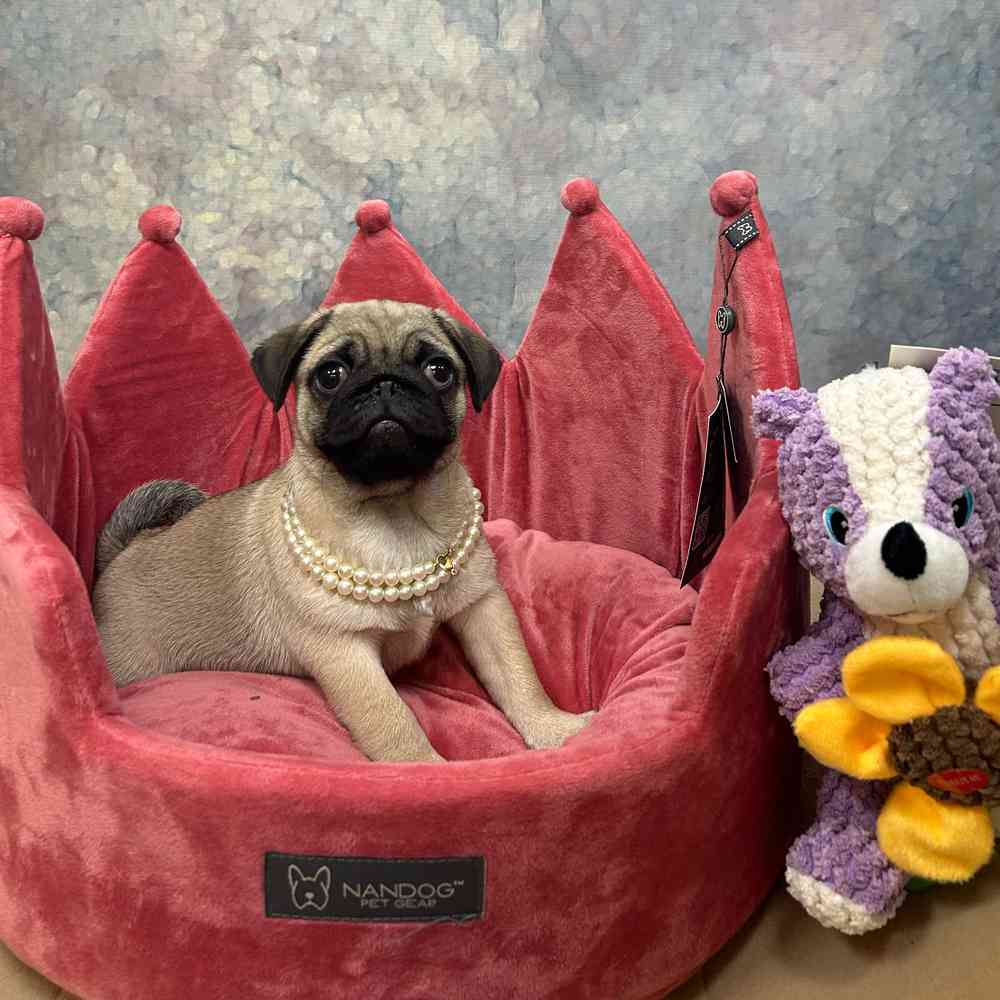 carousel pet images