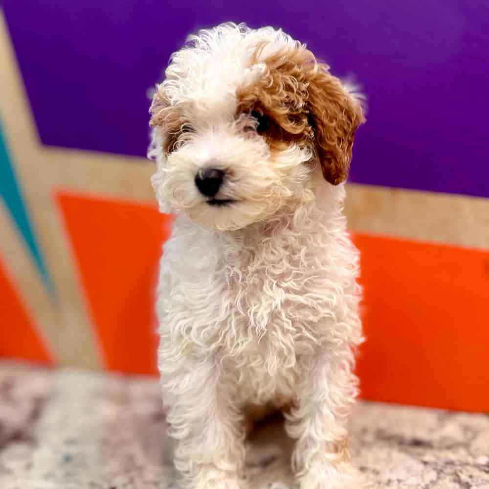 carousel pet images