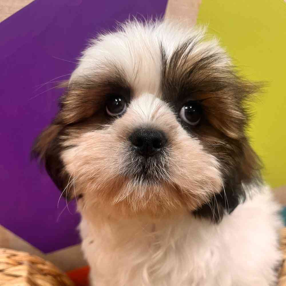 carousel pet images