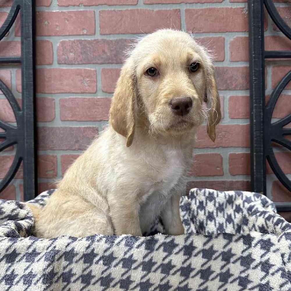 Female Labradoodle Puppy for Sale in Rogers, AR