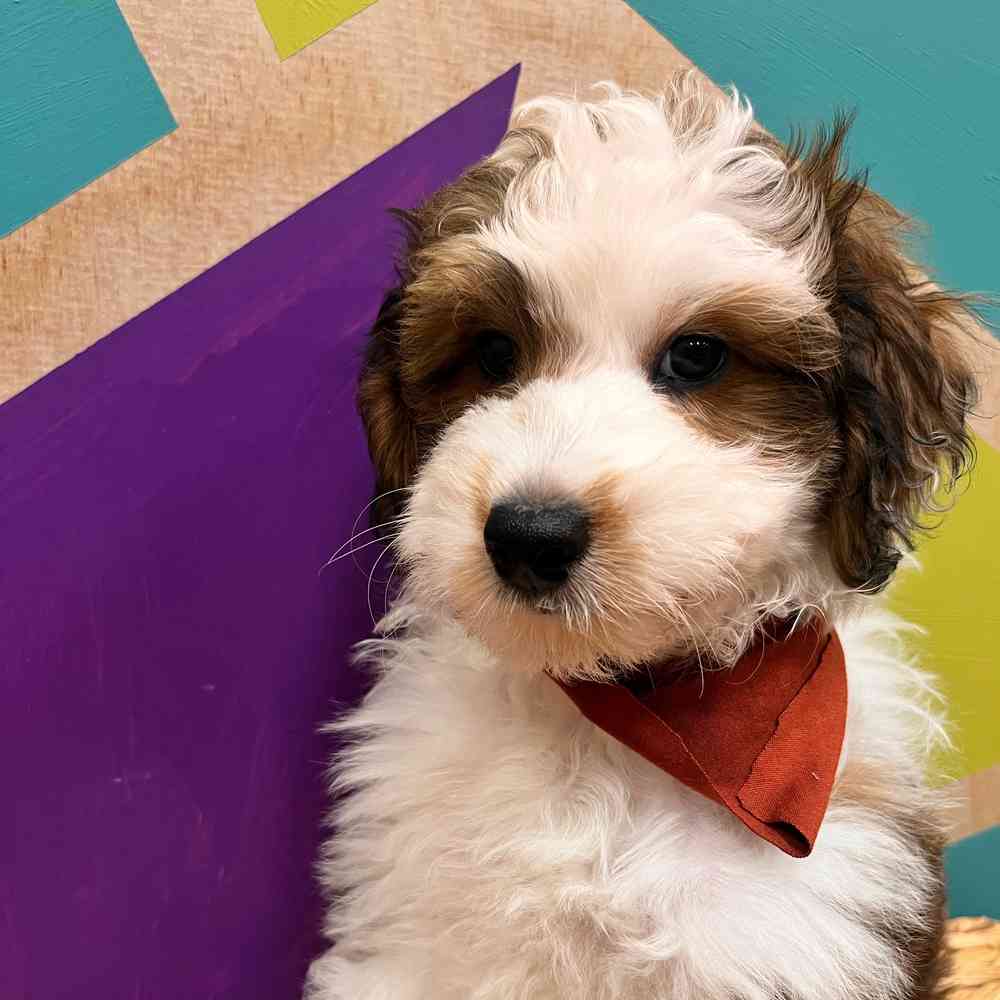 carousel pet images