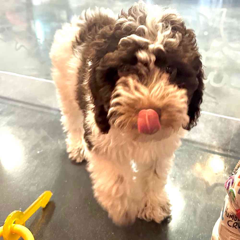 carousel pet images
