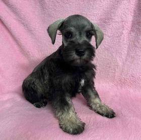 Mini Schnauzer