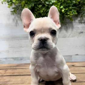 French Bulldog