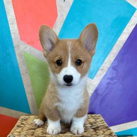 Pembroke Welsh Corgi